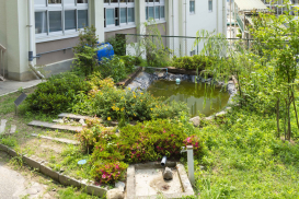 広島市立緑井小学校　モリアオガエルの暮らす水辺の植物ガーデン03