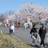 化女沼２０００本桜の会　化女沼の桜で未来の子供たちに夢と希望を！