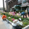 大濠公園ガーデニングクラブ　大濠公園ガーデニングクラブ花壇づくり