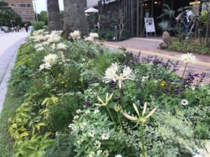 大濠公園ガーデニングクラブ　大濠公園ガーデニングクラブ花壇づくり03