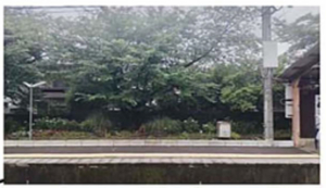 嵐電沿線協働緑化プロジェクト　電車で拡がる地域コミュニティ「駅庭」02